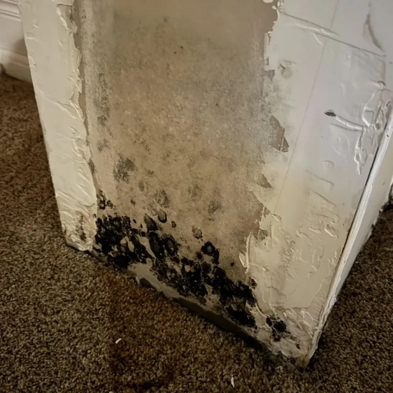 Professional Mold Removal in Erie, IL